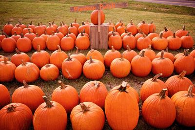 View of pumpkins in field