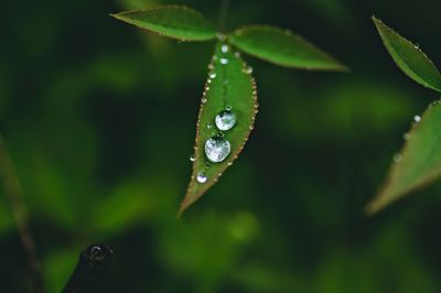 Close-up of water drops on plant leaves