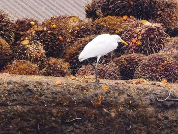 Bird perching on a field