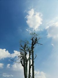 Low angle view of bare tree against sky