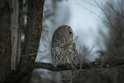 Side view of owl in a tree at dusk in wisconsin. 