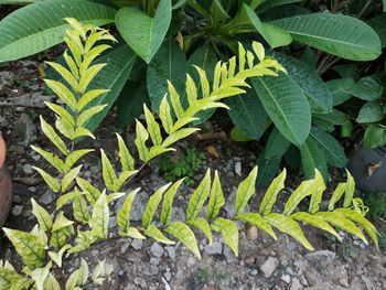 High angle view of leaves on field