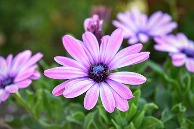 Close-up of pink flower