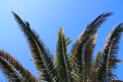 Low angle view of palm trees against clear blue sky
