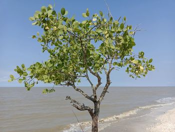 Tree by sea against clear sky