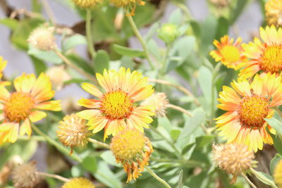 Close-up of yellow flowering plants