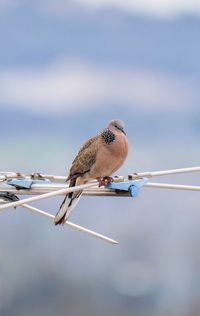 Low angle view of bird perching on cable