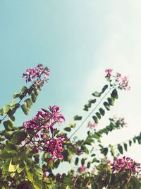 Low angle view of pink flower tree against sky