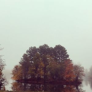 Trees against sky