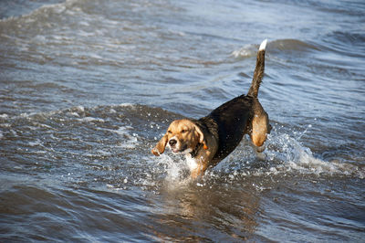 Dog playing in the water of a sea during a sunny day