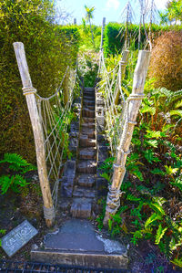 Plants leading to staircase