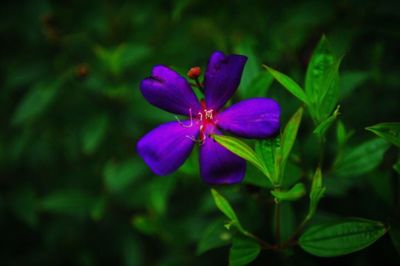 Close-up of purple flowers blooming outdoors