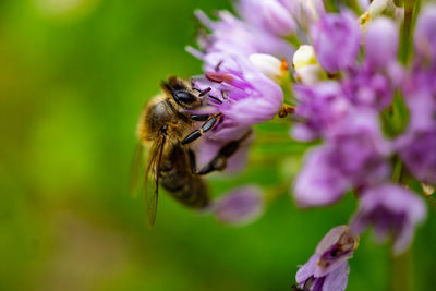 Close-up of honey bee pollinating on purple flower