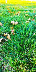 High angle view of mushrooms growing on field