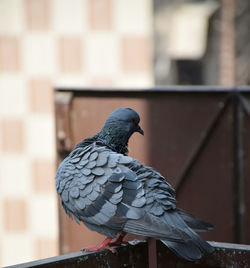 Close-up of bird perching outdoors