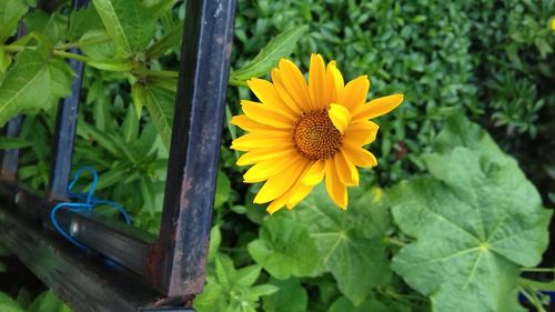 Close-up of sunflower in bloom