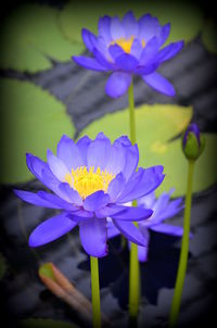 Close-up of purple flower blooming outdoors