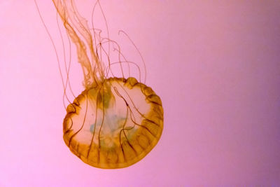 Jelly fish swimming in pink light. one of the oldest of aquatic wild life