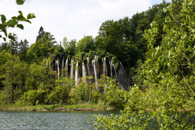 Scenic view of river amidst trees in forest against sky