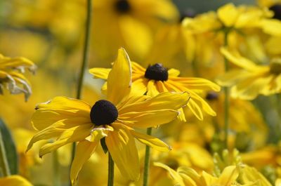 Close-up of yellow flowering plant