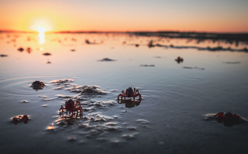 Scenic view of sea during sunset