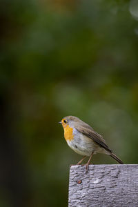 Close-up of bird perching on wooden post