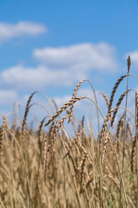 Crops growing on agricultural field against sky