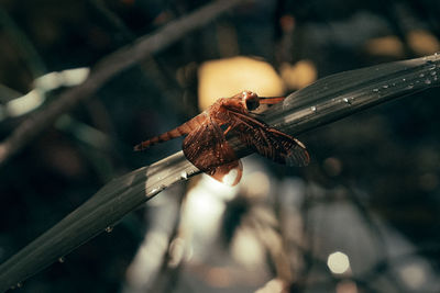 Close-up of insect on rusty metal