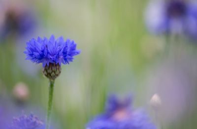 Close-up of purple flowers