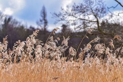 Close-up of stalks in field against sky