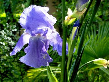 Close-up of purple flowers blooming