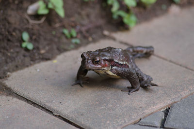 Close-up of frog