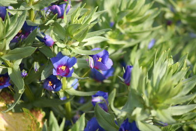 Close-up of purple flowers