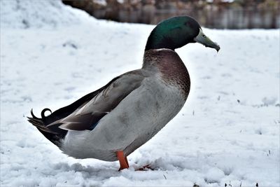 Bird on snow covered field