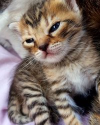 Close-up of cat cub