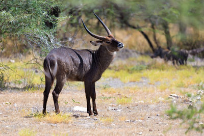 Deer standing in a forest