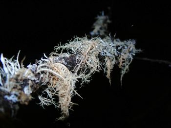 Close-up of frozen plants during winter