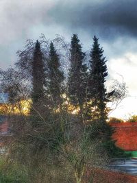Trees on field against sky