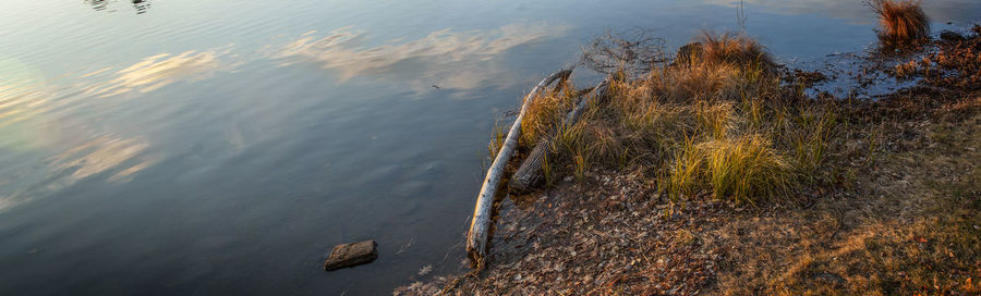 High angle view of plant by lake