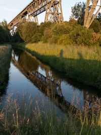 Plant growing in river