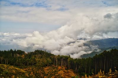 Scenic view of tree mountains against sky