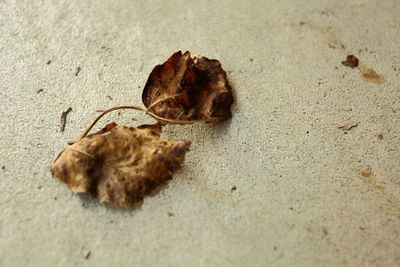 Close-up of dry leaf on ground