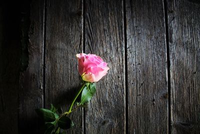 Close-up of pink rose on wood