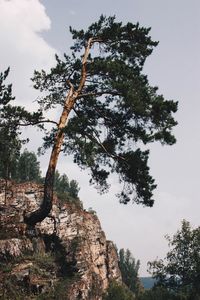 Low angle view of tree against sky