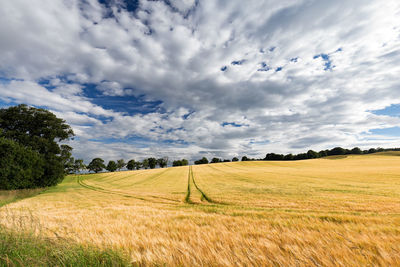 Scenic view of agricultural field against sky