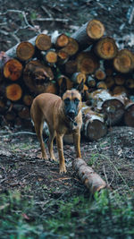 Dog playing in the woods