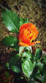 Close-up of orange flower