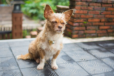 Portrait of dog sitting on footpath