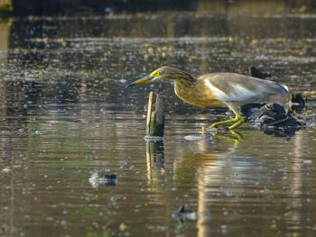 View of a bird in lake