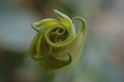 Close-up of  datura